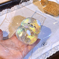 L405-Transparent Seal Clear Squishy Sensory Fidget Toy Cute Kawaii Squeeze Toy ASMR Desk Toy