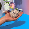 Ghost Handmade Ball Stress Ball Toy Spooky Kawaii Sensory Squishy