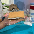 Hazelnut Waffle Taba Squishy Toy Nutty Dessert Squishy